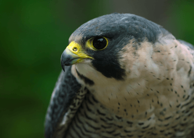 Dolby – Aphorism on Nature