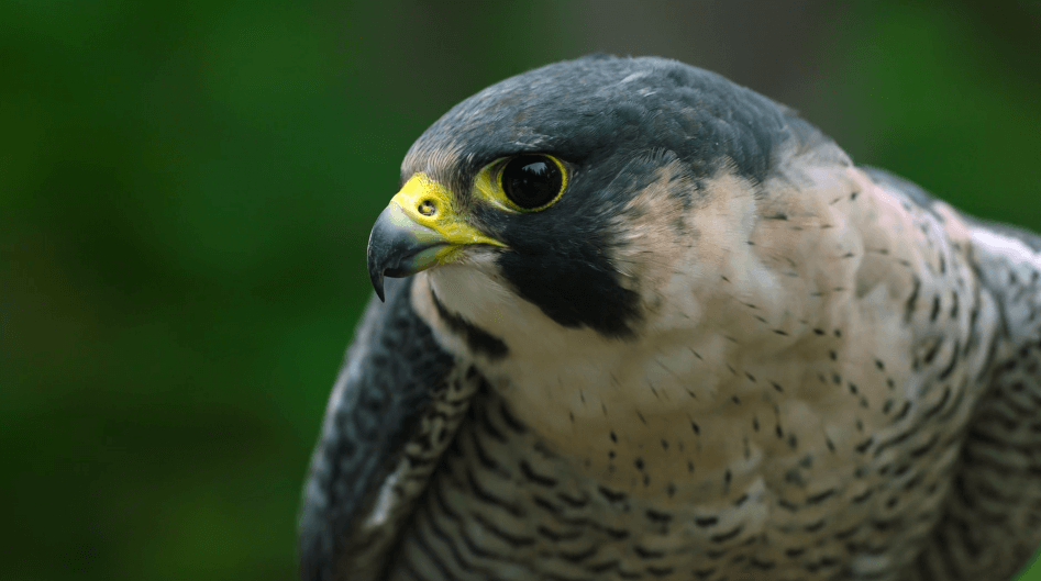 Dolby – Aphorism on Nature